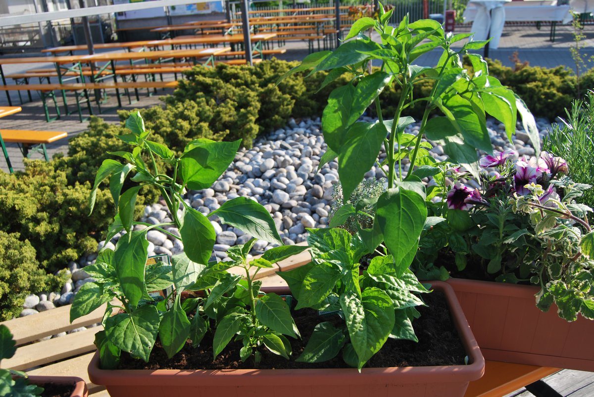 suedtirol1.it :: Gartentipps: Blumenkästen neu gestalten