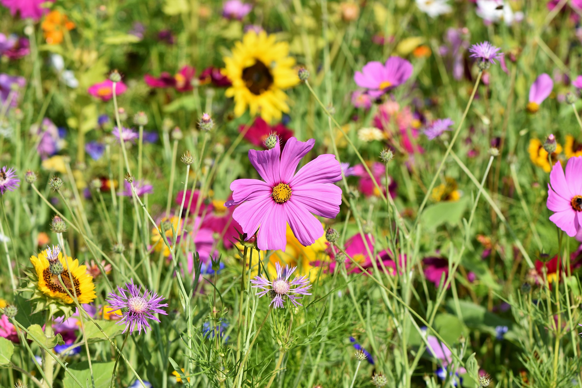 suedtirol1.it :: GARTENTIPPS: Vom Rasen zur Blumenwiese