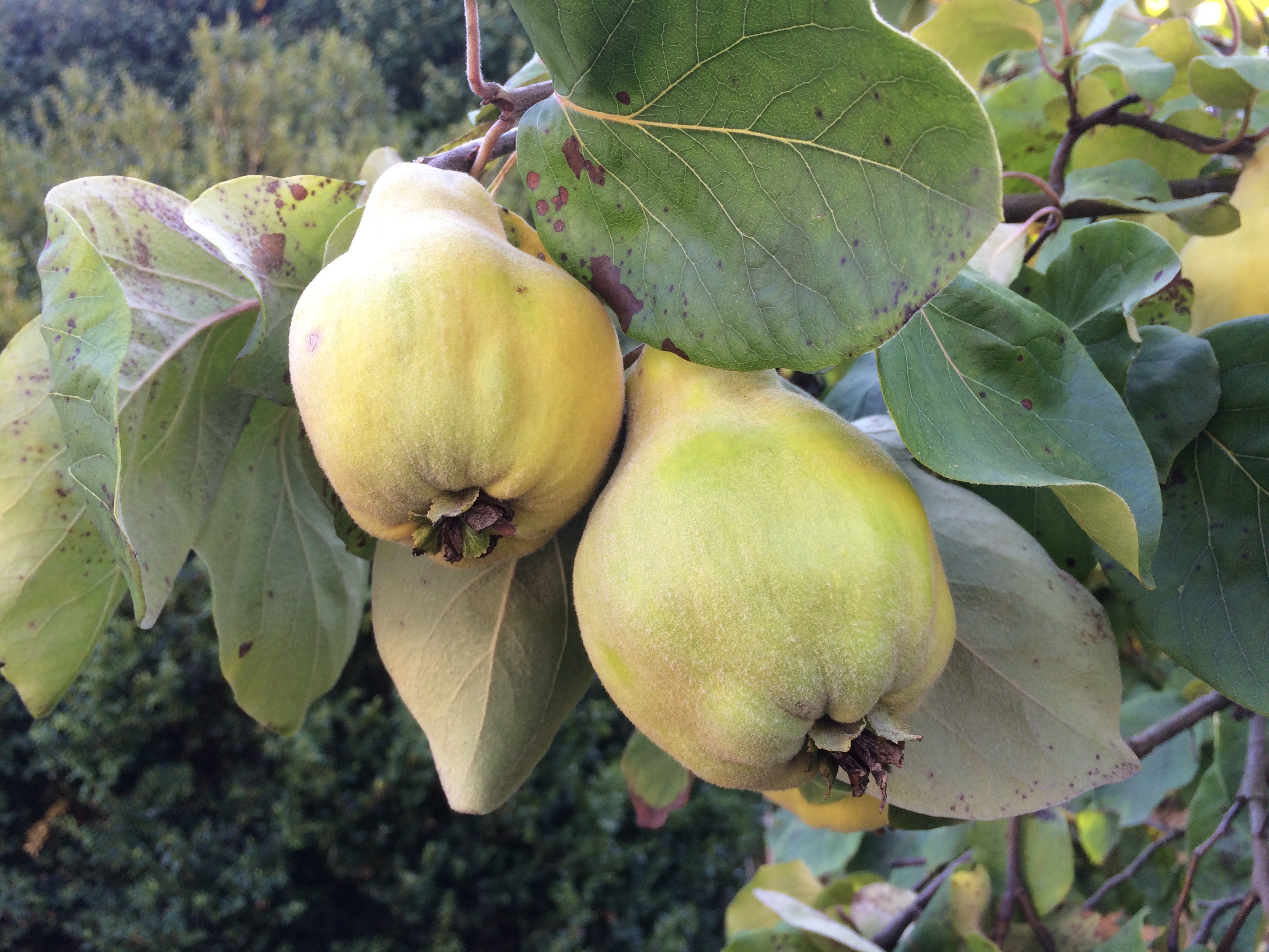 suedtirol1.it :: Gartentipps: Quitten - Das vergessene Obst