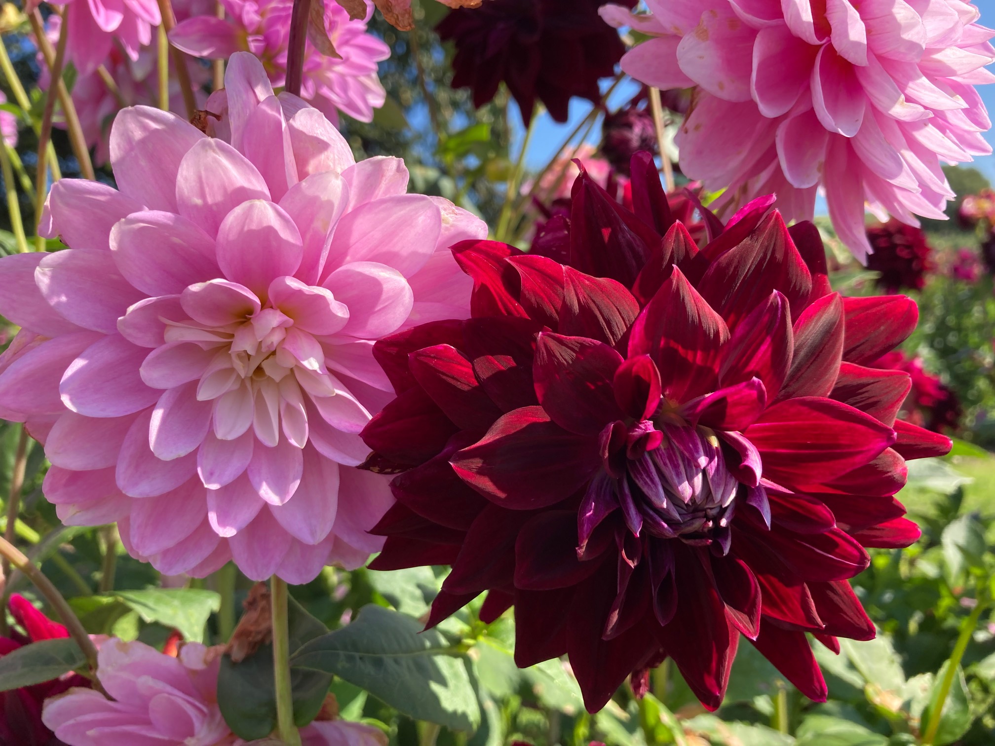 suedtirol1.it Gartentipp Startschuss für die Sommerblüher